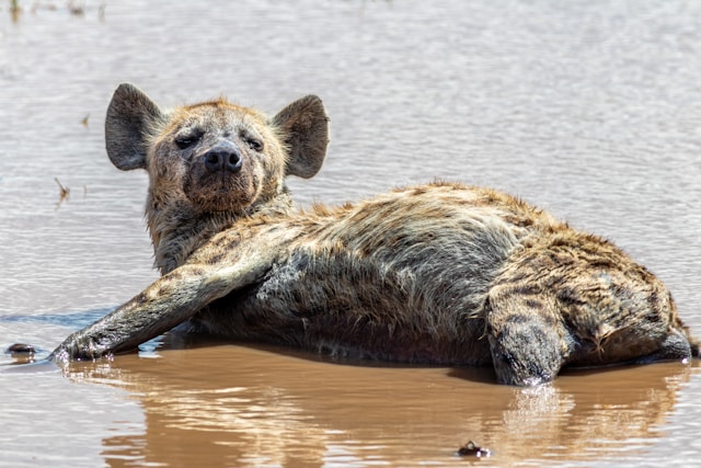 12 Day Grand Kenya Wildlife Safari